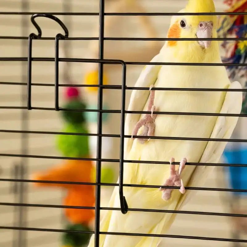 

Quail Large Bird Cage Parrots Canary Hammock Budgie Bird Birdhouse Carrier Accessories Gabbia Per Uccelli Pet Supplies CY50BC