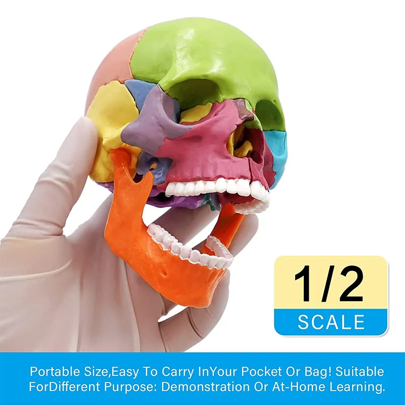 15pcs/set 4D Disassembled Color Skull Anatomical Model Detachable DIY Science Popularization Medical Supplies Tool