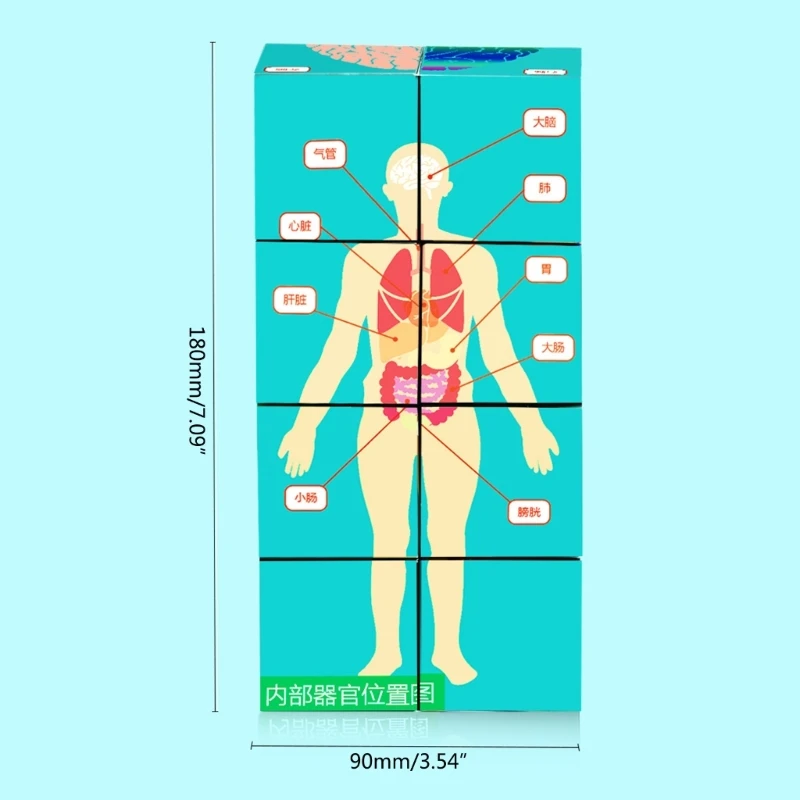 Куб органов человеческого тела, анатомия человека, исследование, научный класс, демонстрационный инструмент