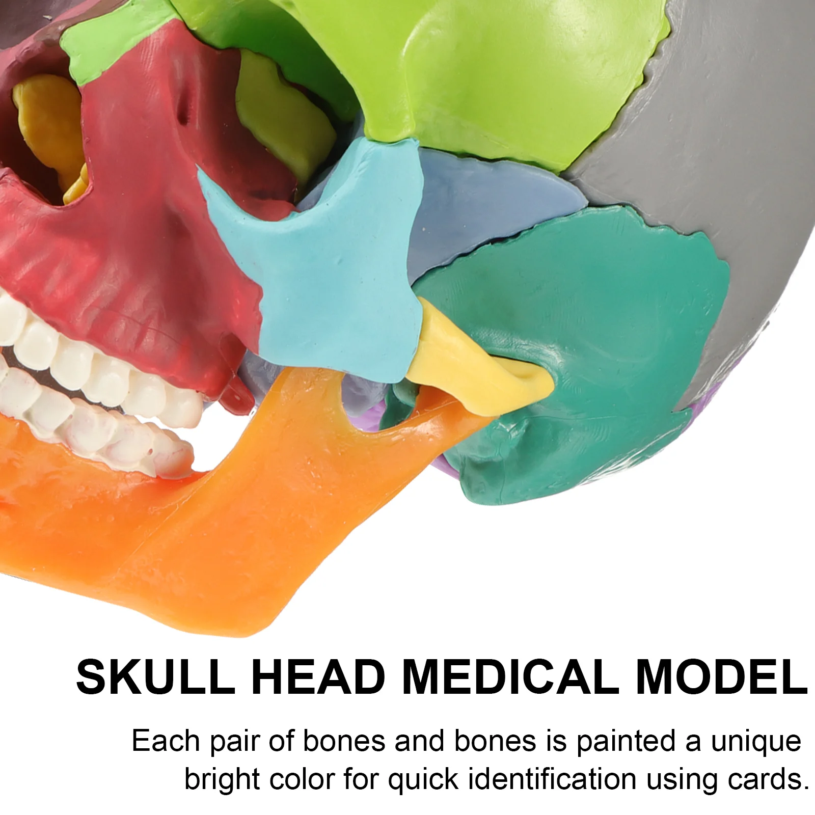 Simulated Skull Desktop Ornament Anatomical Model Medical Statue Colored Head Pvc Shape
