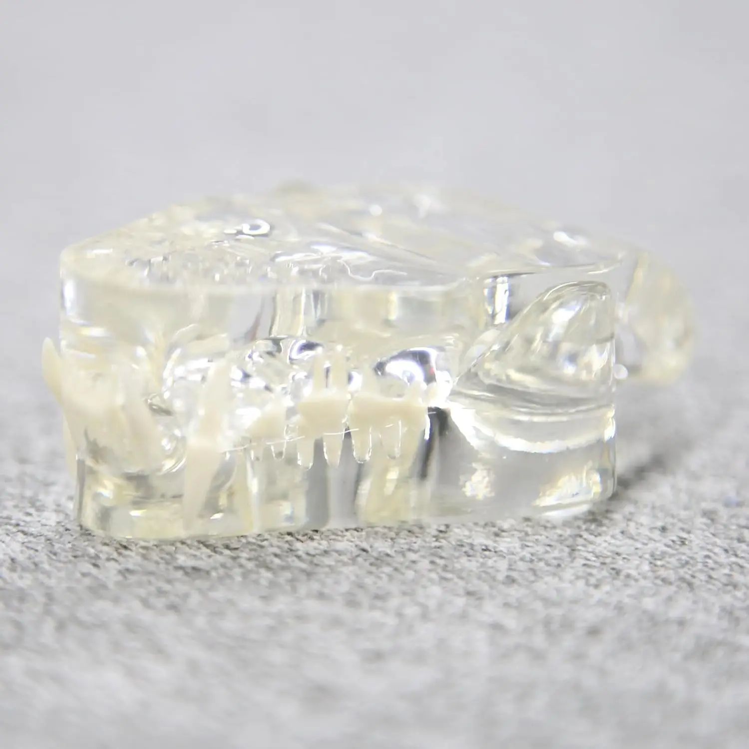 

Dental Canine Jaw Clear Cat Oral Teeth Model for Veterinary Office Teaching Instrument Anatomy Biology