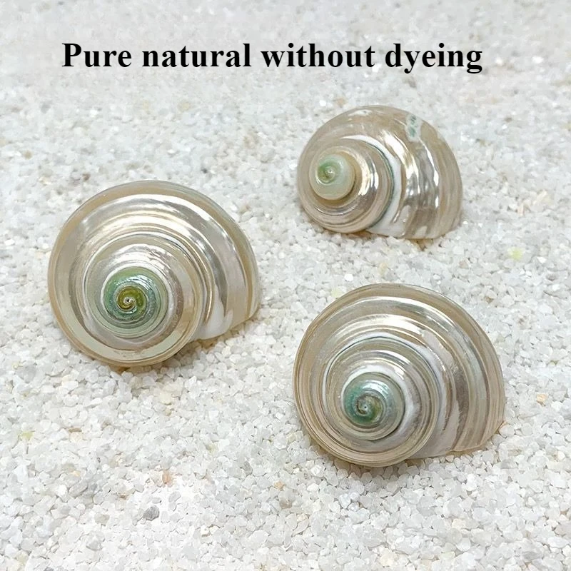 New 2Pcs Natural Shell Ornament Hermit Crab Replacement Shell Handmade Shell Material Fish Tank Landscaping