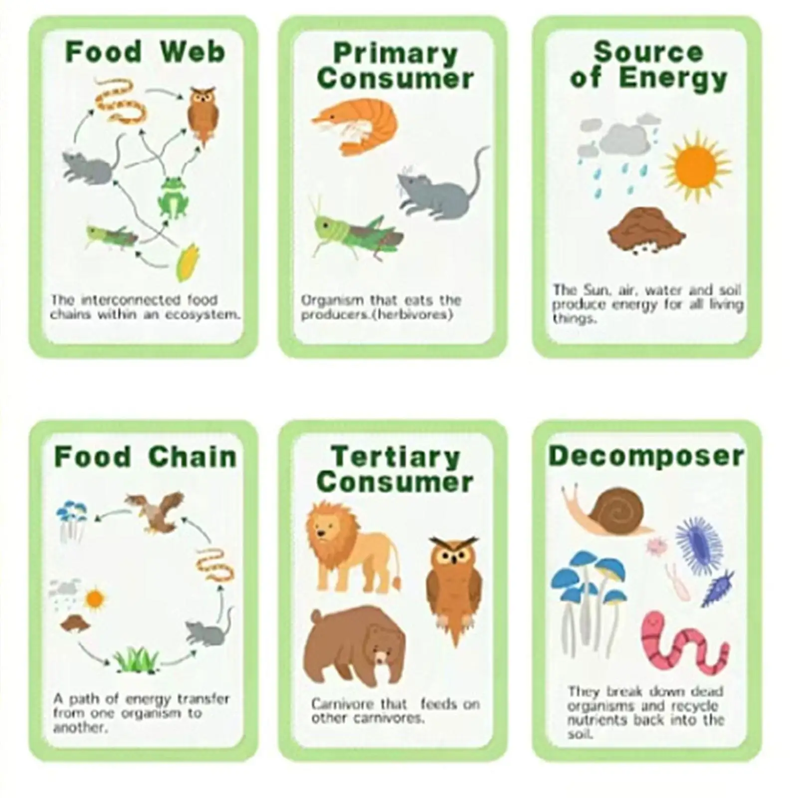 

Life Cycle Kit Science Kits Food Chain for 3 4 5 6 7 8 Classroom Preschool