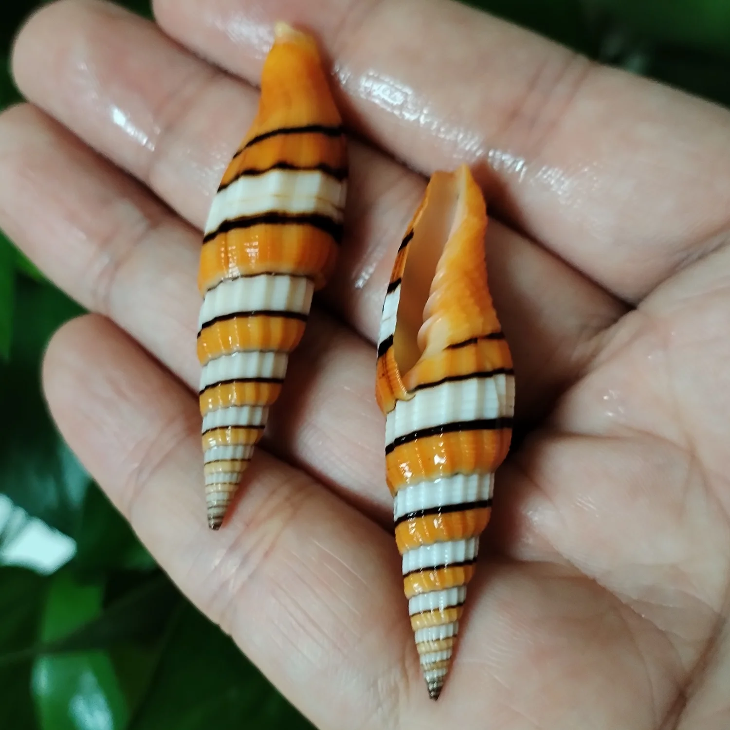 1PC Colorful Queen Miter Snail Natural Vexillum Regina Shells For Nautical Seashell Specimen Collection Fish Tank DIY Home Decor