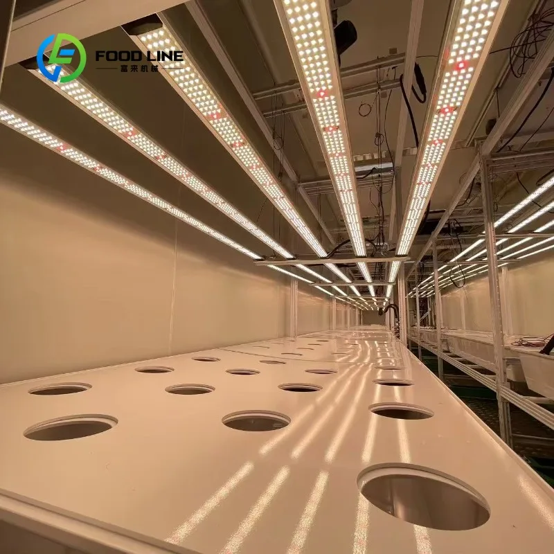 Customized Shipping Container Plant Factory for Hydroponic Farming Indoor Vertical System Turnkey Dairy Cattle Feed Production