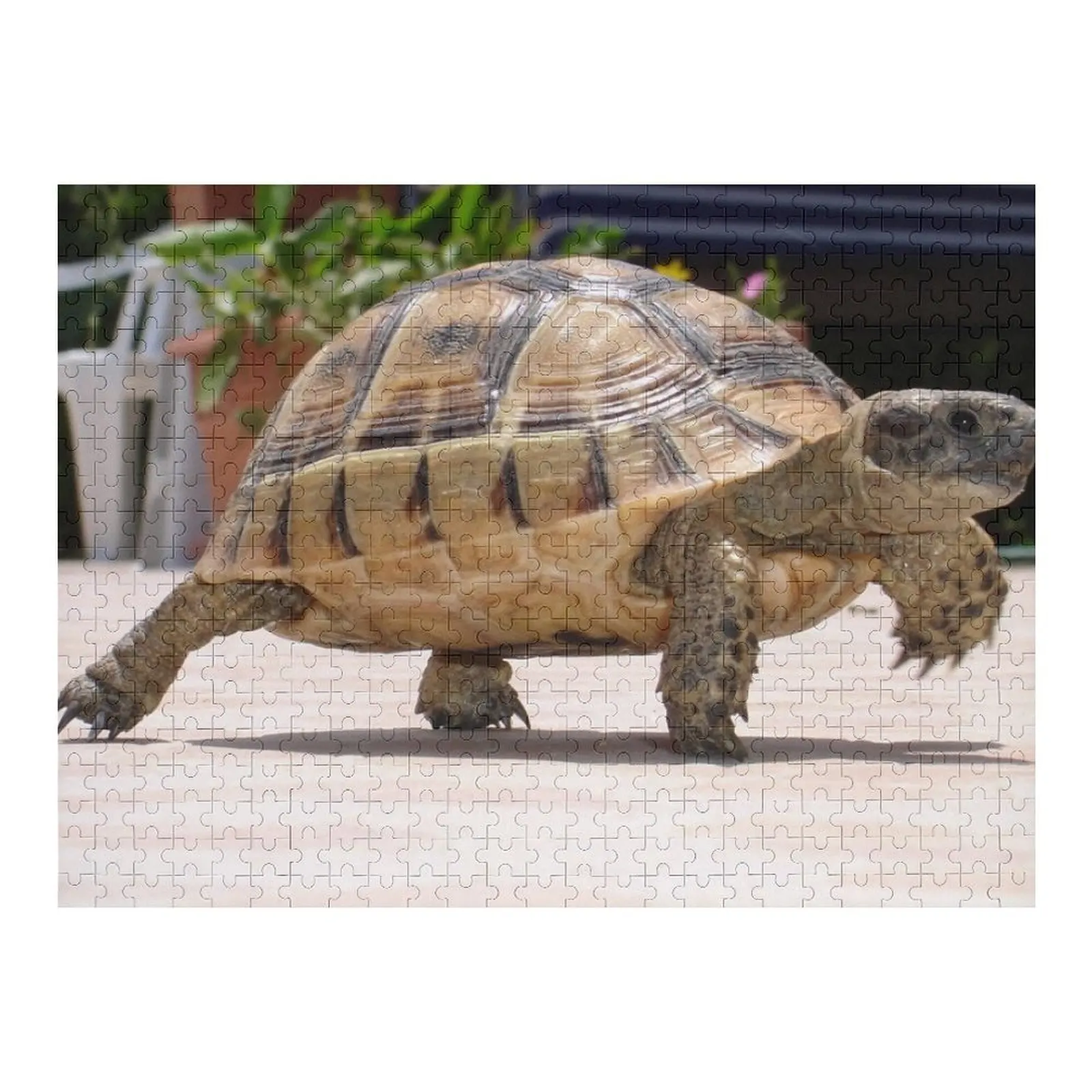 

Marching Baby Tortoise Close Up Photo Jigsaw Puzzle Personalized Baby Toy Novel Toys For Children 2022 Personalized Toy Puzzle