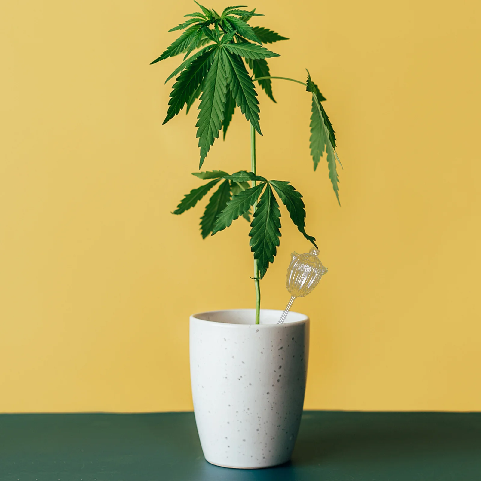 

2Pcs Plant Watering Globe Glass Automatic Watering Device for Indoor Potted Plants Succulent Bonsai Home Garden