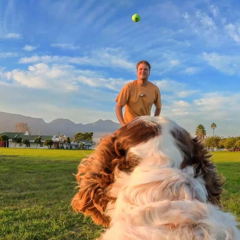 

Insta360 Pet Harness Mount Size M Adjustable Shoulder Straps Sport Camera Accessories,Action Camera Accessories