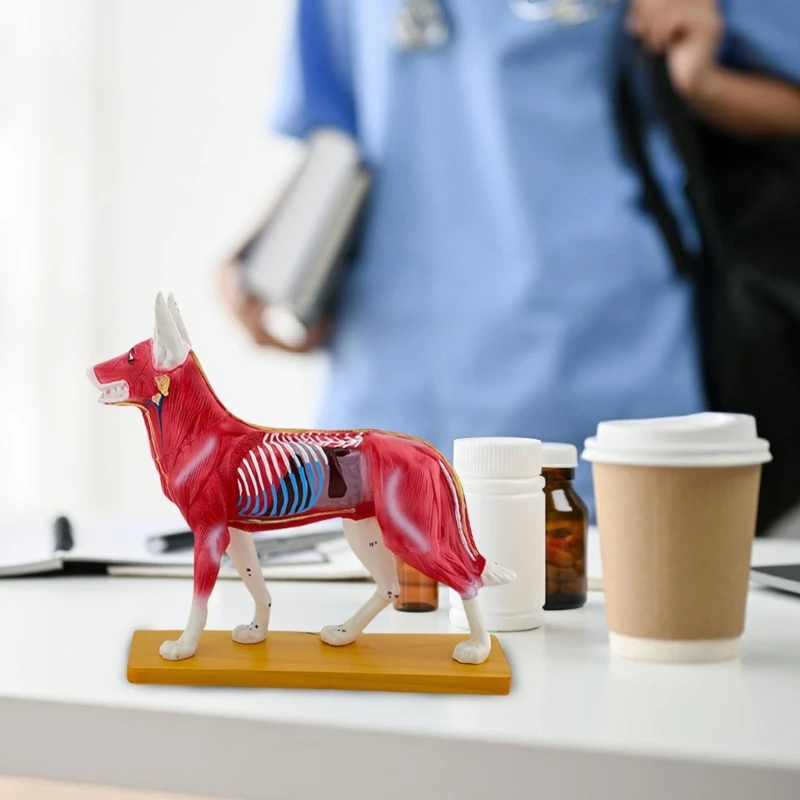 โมเดลการฝังเข็มสุนัข 72 จุด โมเดลการฝังเข็มสุนัข โมเดลสัตว์ Dropship