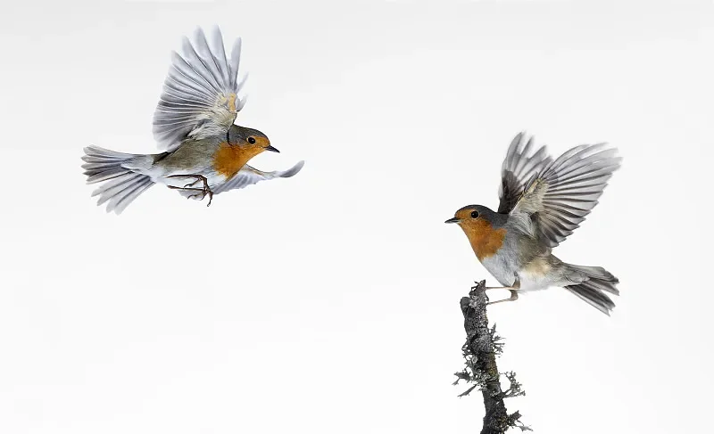 

HPXGRC FPV Drone LED Strip - Red/Green/Pink/Blue, Plug & Play (No Soldering) for DIY