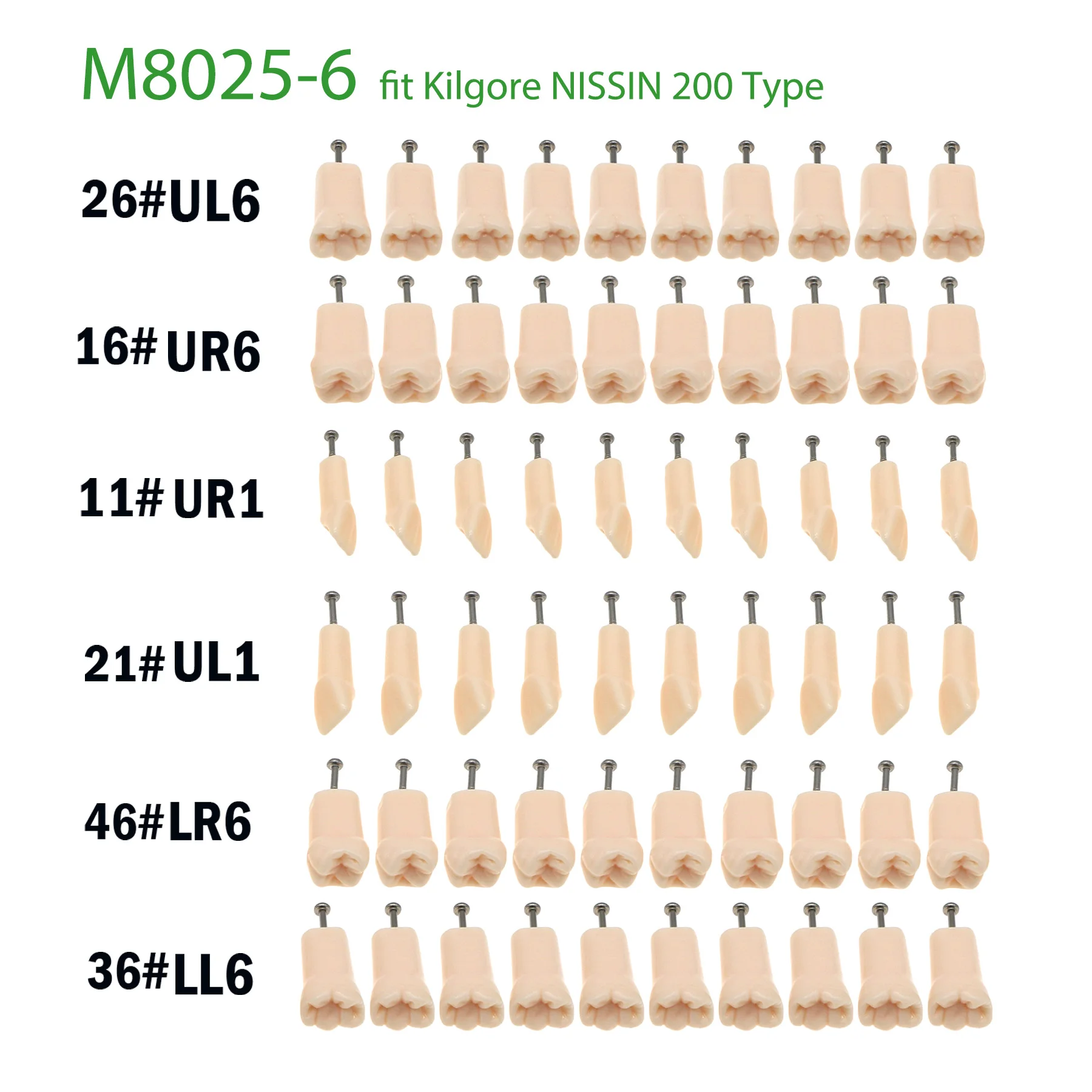 

Dental Model 32Pcs Removable Teeth Screw-in Practise Study M8025-6 11# 21# 16# 26# 36# 46# 6 Size fit Kilgore NISSIN 200 Type