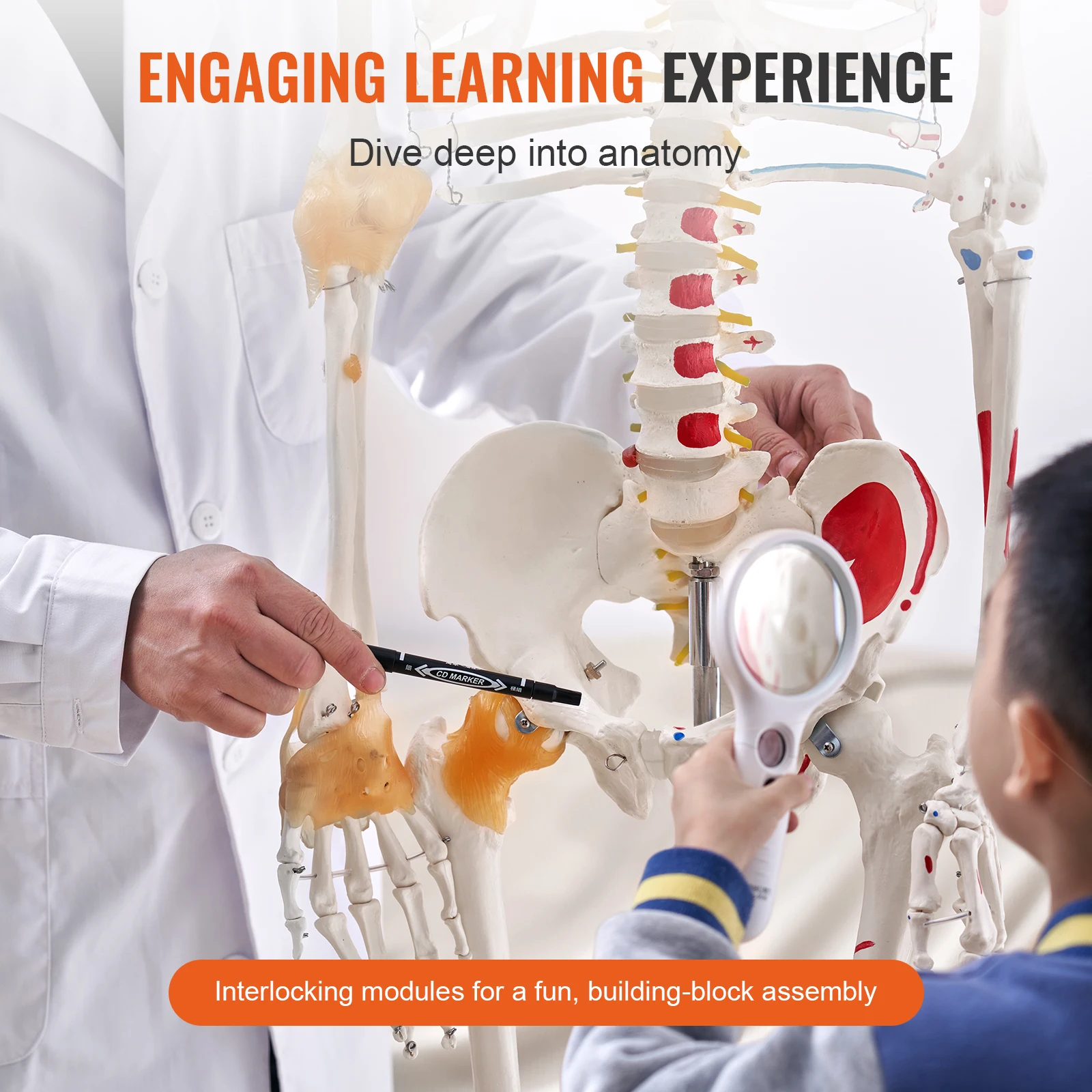 VEVOR Human Skeleton Model for Anatomy 71.65\