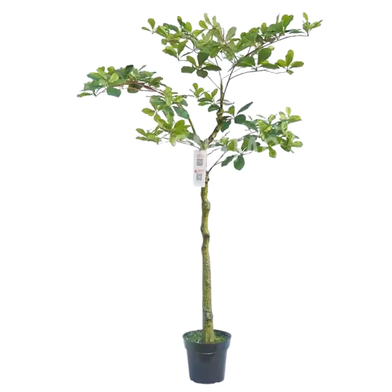 Realistic artificial bonsai tree for Christmas or graduation indoor party room decoration - New Year's celebration