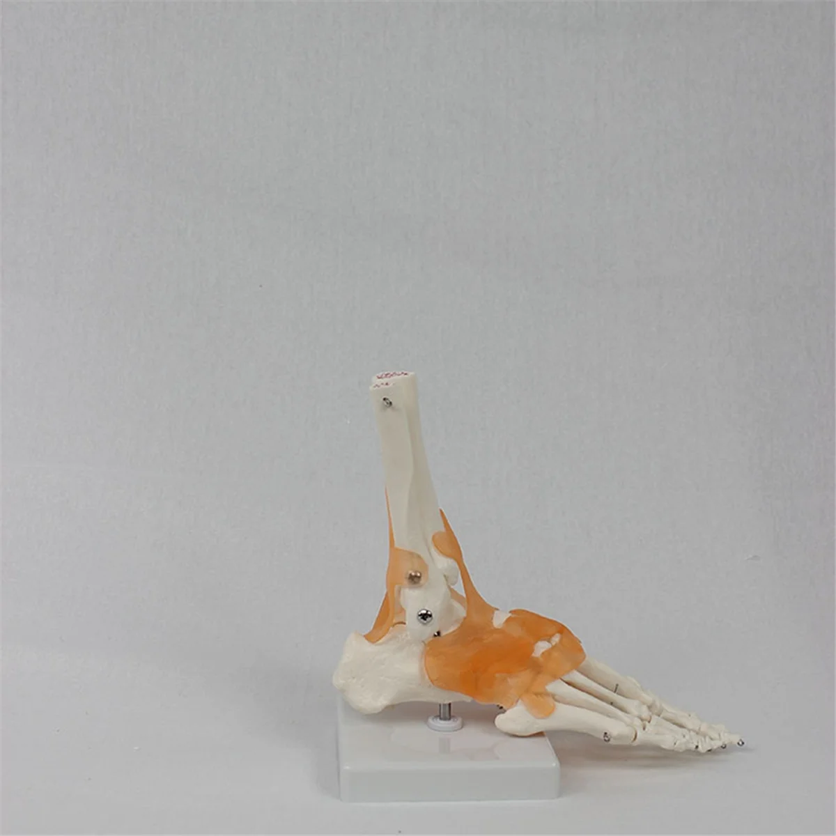 Modello articolare del piede Gfc con legamenti, modello di anatomia umana, a grandezza naturale, attrezzatura per l'insegnamento medico