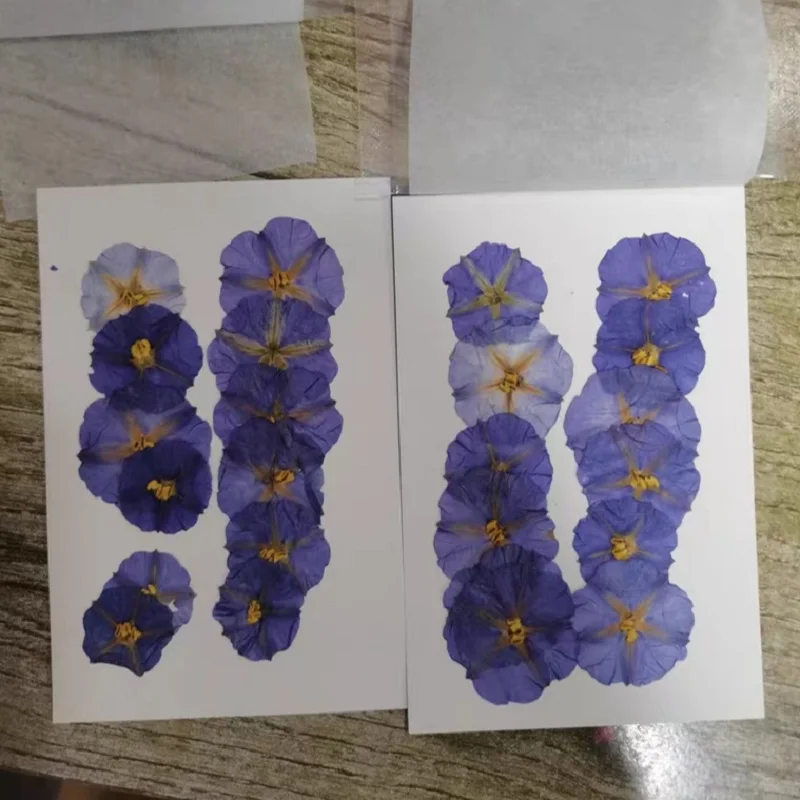 100pcs Pressed Dried Lycianthes rantonnetii Bitter Flower Herbarium Jewelry Postcard Bookmark Frame Phone Case Face Makeup Lamp