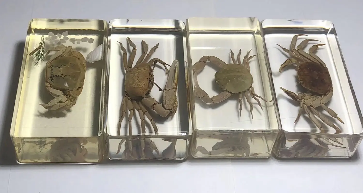 

4 pcs real mixed crab fashion paperweight