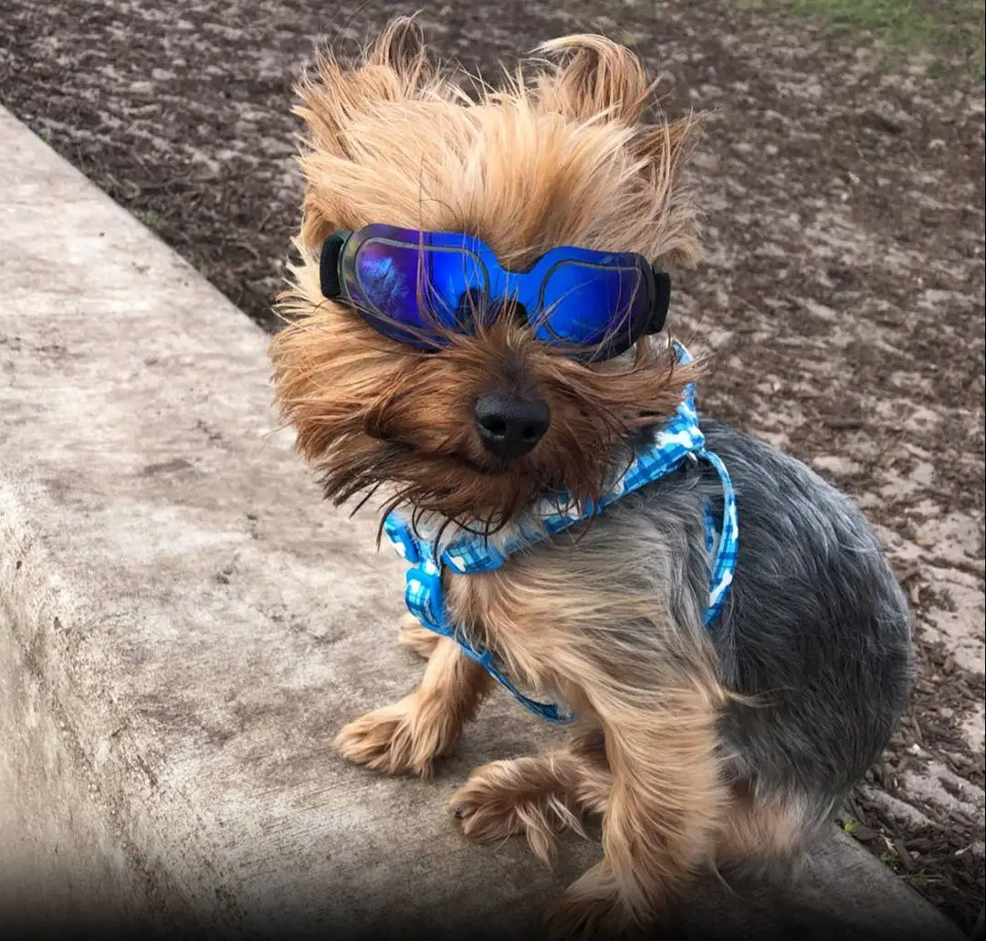 

New Pet Colorful Y2K Dog Sunglasses Fashionable and Cute Dog and Cat Pet Sunshades Protective Glasses UV400