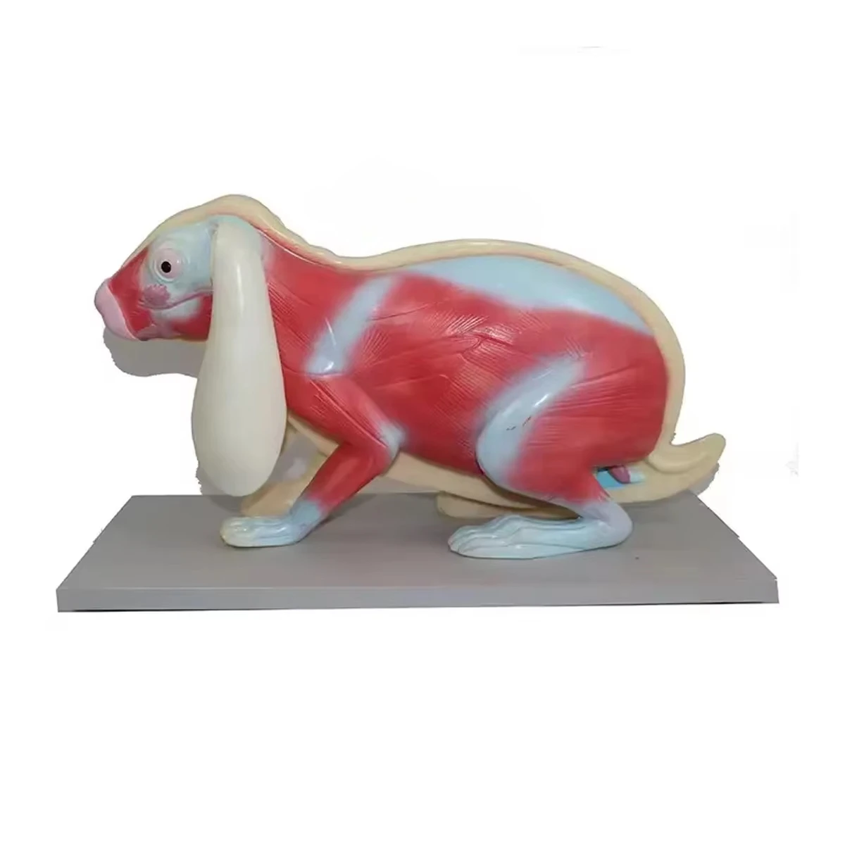 Removable 8-part rabbit torso anatomical model