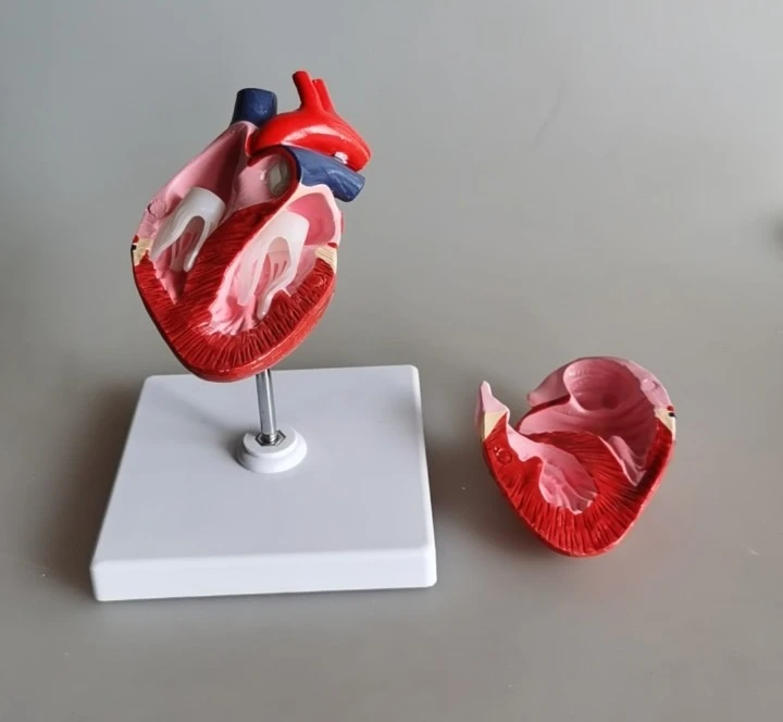 

High-quality hot-selling dog heart models, animal hearts