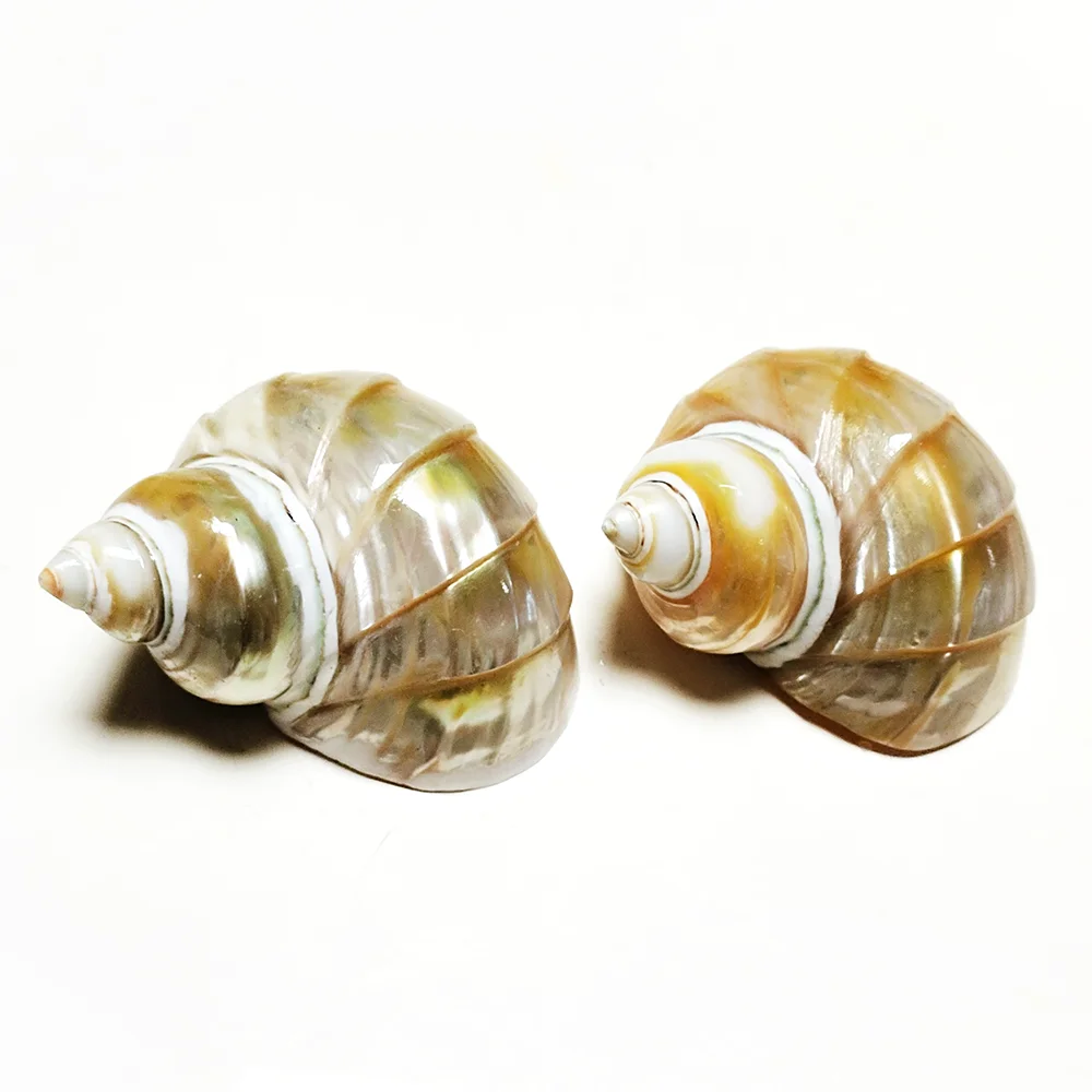 2 PCS Carved Turbo Shells Orange Mouth Turbo Petholatus Hermit Crab Seashell Collection Coastal Home Decor Accent Vase Filler