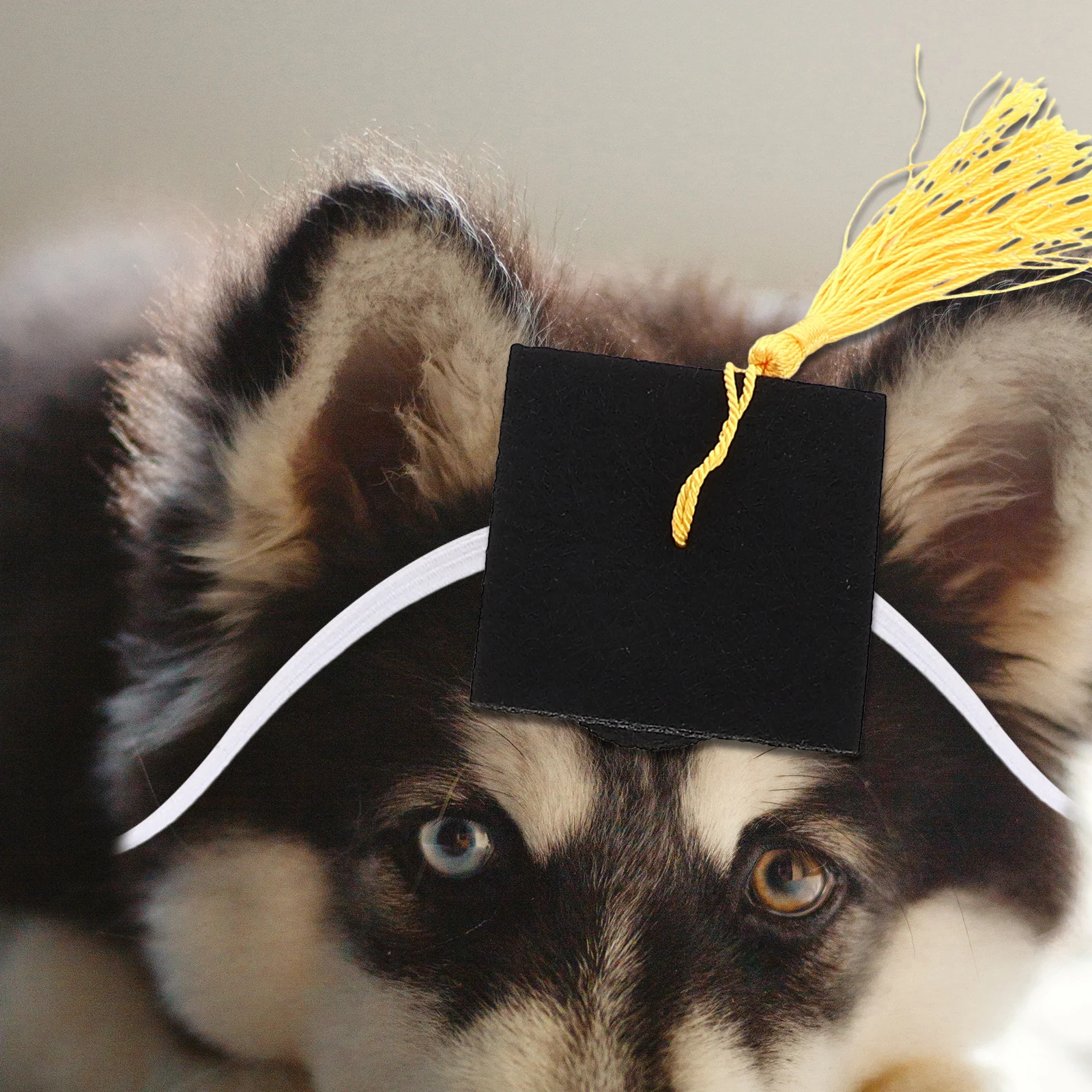 

4Pcs Pet Graduation Caps Adjustable Neck Tie Cat Graduate Hat Unique Party Accessory Dog Hat Pet Cap