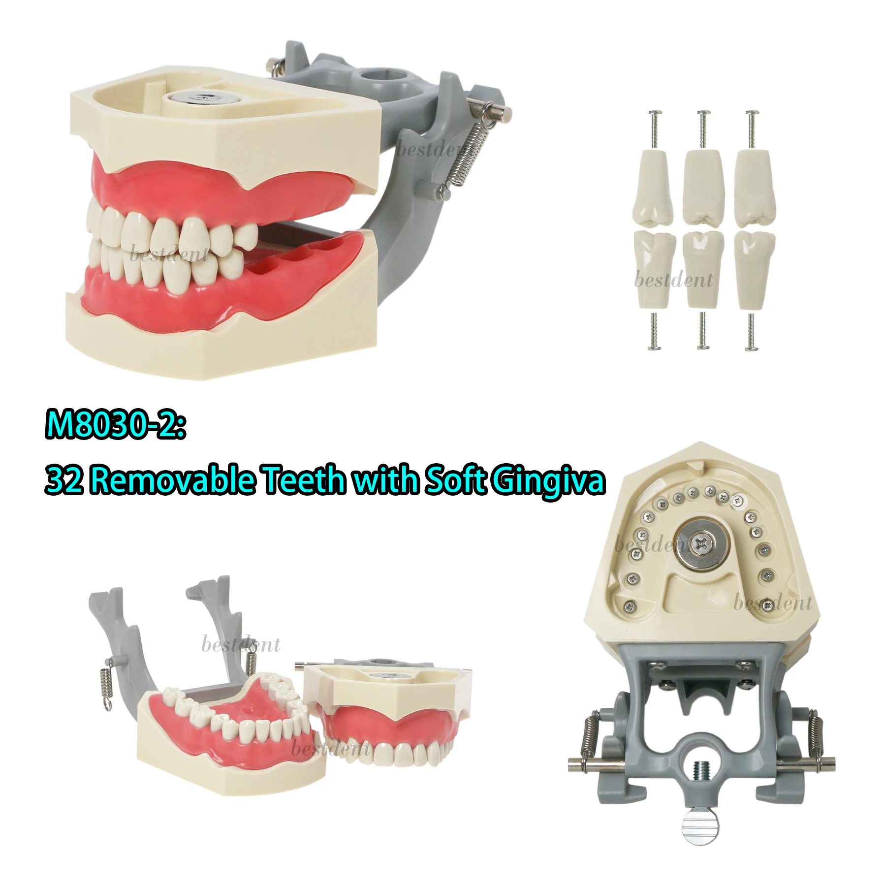 

Magnetic Teeth Model Columbia 860 Type Dentoform 32PCS Removable Teeth with Magnetic Soft Gingiva