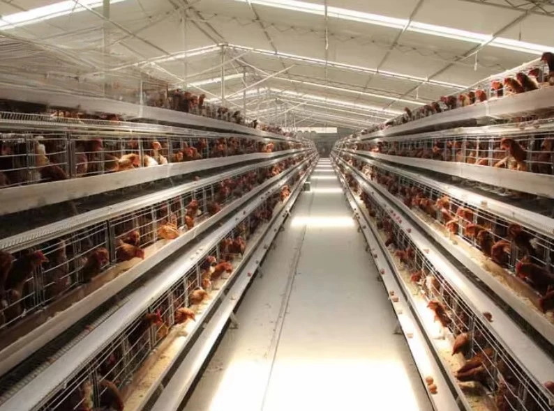Qianqin hot-dip galvanized steel large A-shaped poultry farm equipment battery layer automatic chicken cage belt egg laying