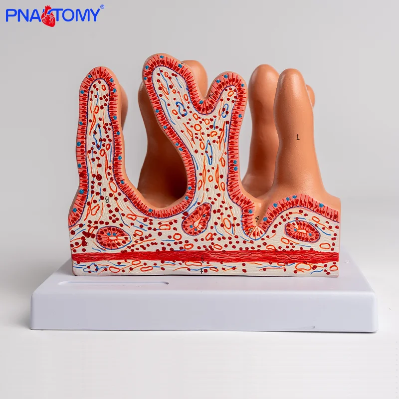 

Intestinal Villi Model Human Intestinal Villi Intestinal Villi Tissue Model Anatomical Cross-section
