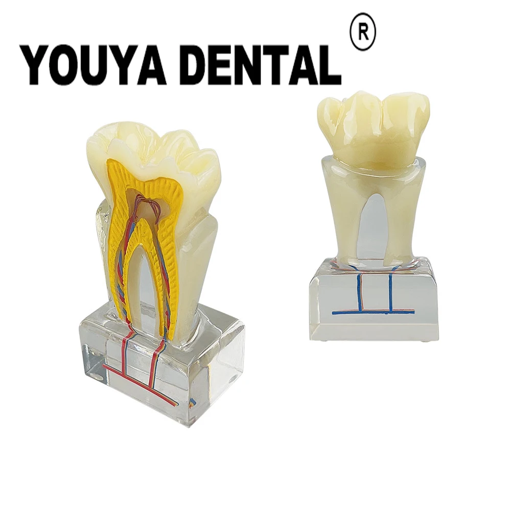 

Dental Anatomical Model Transparent 3D Teeth Anatomy Tooth Model for Dentist Student Practice Training Demonstration Tool