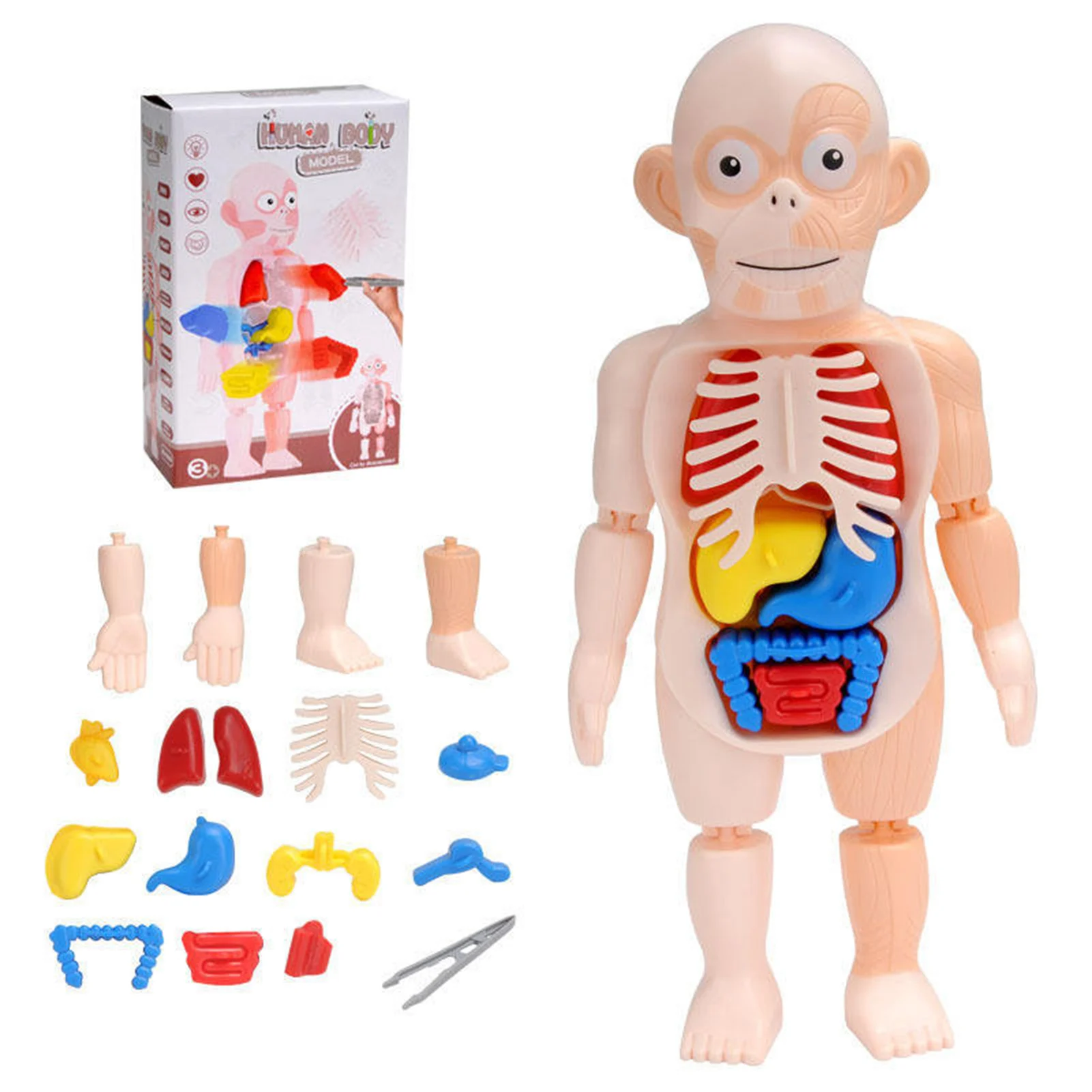 Human Body Model for Kids Preschool Body Organ Teaching Tool for Early Development Montessori Toy