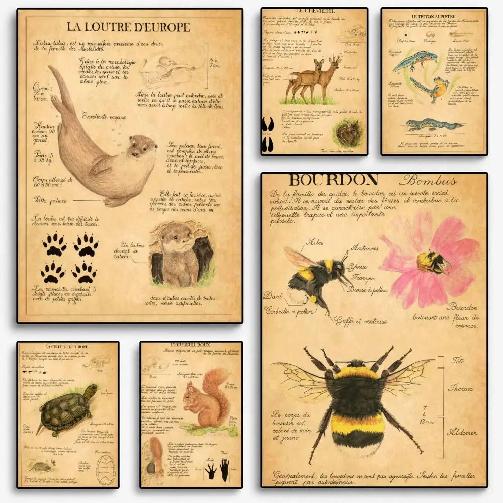 Bat Turtle Deer Wildlife Anatomy Laboratory Institute Poster Room Home Decoration Interior Wall Art Printing Garage Posters Gift