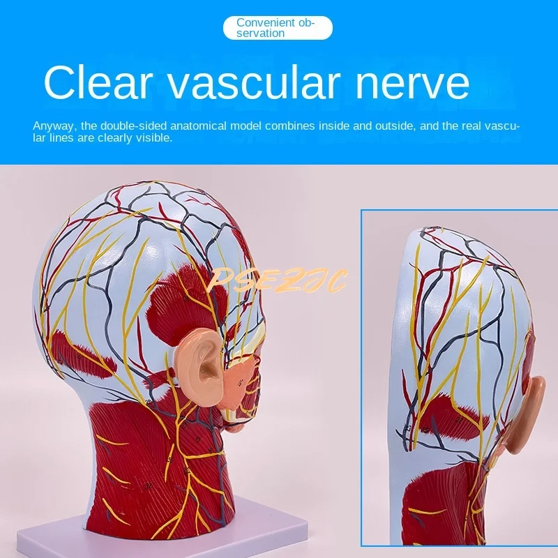 PVC Human Head and Facial Accessory Cerebral Vascular Nerve Model Neck   Anatomical Neuromuscular Structure