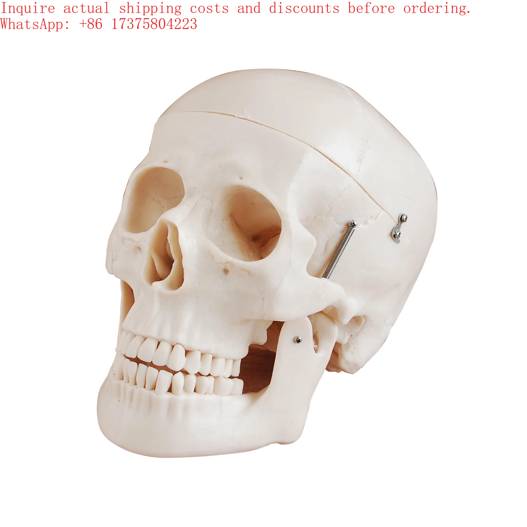 2026 Life-Size PVC Skull Anatomical Model Skeleton Medical Science Manikin for Training for Schools