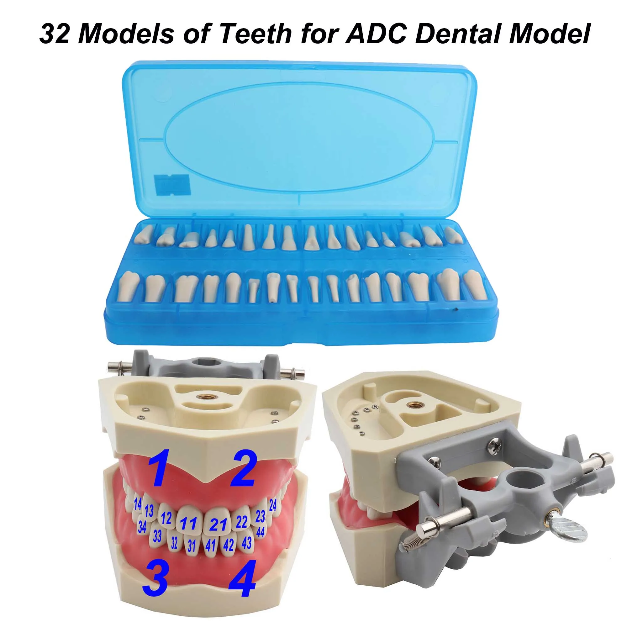 ทันตกรรมชุด ADC ได้รับการรับรองฟันรุ่นการสอนทันตกรรมชุดสาธิตฟันรุ่น Removable 32 Pcs ฟันม