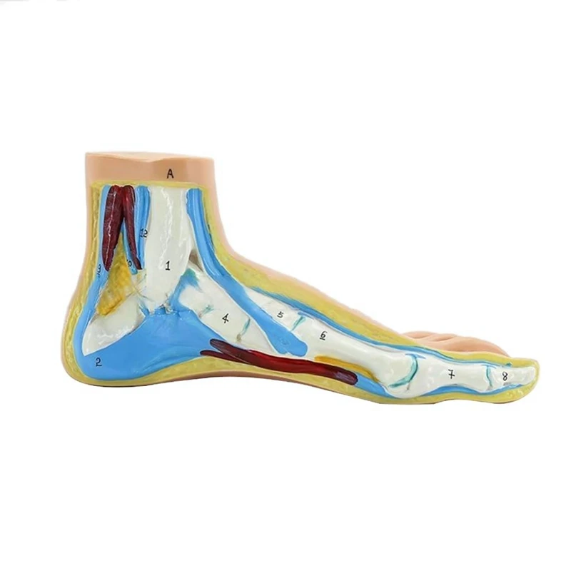 Foot Anatomy Model, Human Anatomy Foot Model, Normal Flat Arched Foot Model, Human Foot Muscle Model Flat Feet Durable (Normal )