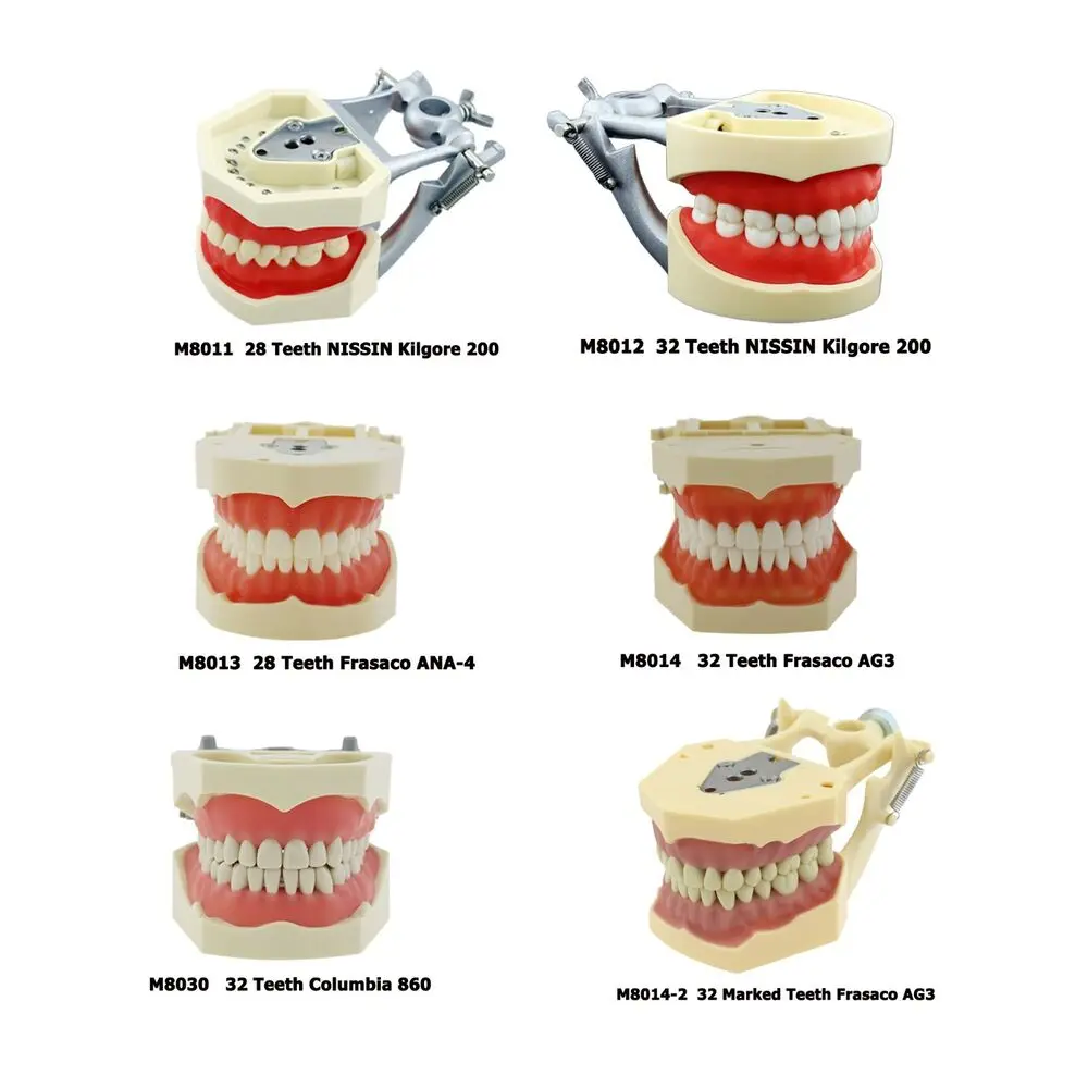 Dental Typodont Model with Removable Teeth Training 28/32 Teeth Fit Kilgore Columbia Frasaco NISSIN