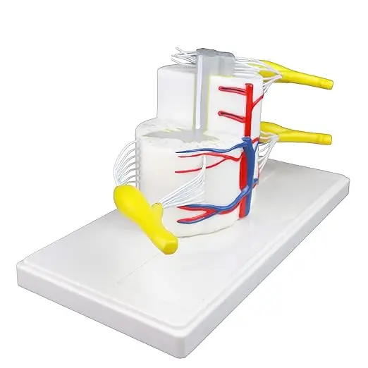 Medical science 5 times life size vertebral body part spinal cord longitudinal cross-section