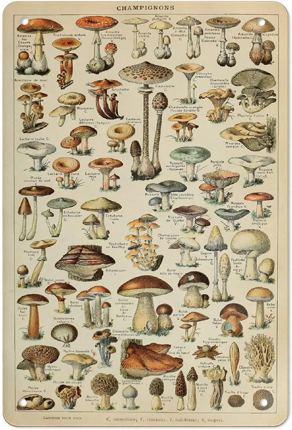 

Aluminum Vintage Metal Poster Mushrooms 8”×12” Print Painting Sign Wall Art Decor Retro Plaque For Home Bar Pub Club Cafe Decora