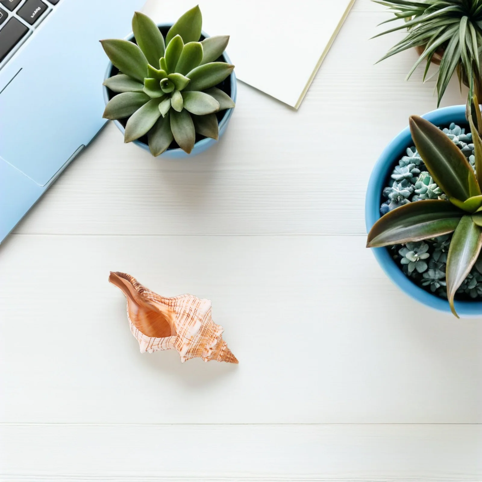 

Conch Decorative Ornaments Ocean Themed Beach Home Aquarium Fish Tank Decorations Vase Fillers Wedding Party Crafts Coastal