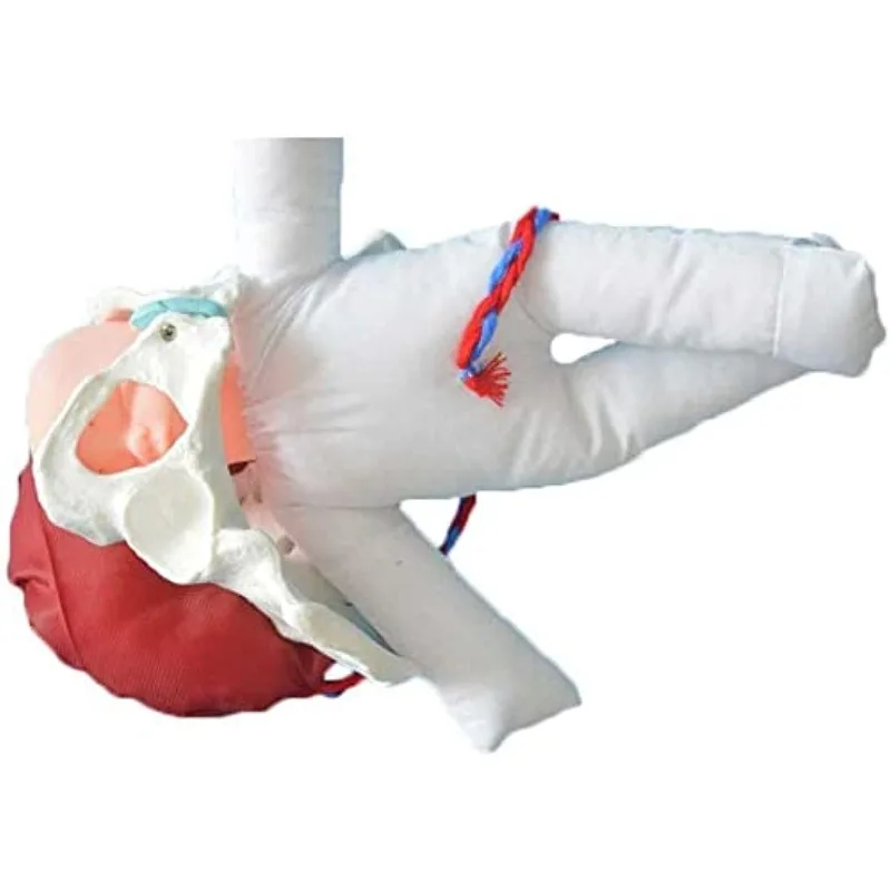 Female Pelvis Model Imitating Childbirth Midwifery Training Model with Baby Umbilical Cord Gynecology Teaching Hospital Display