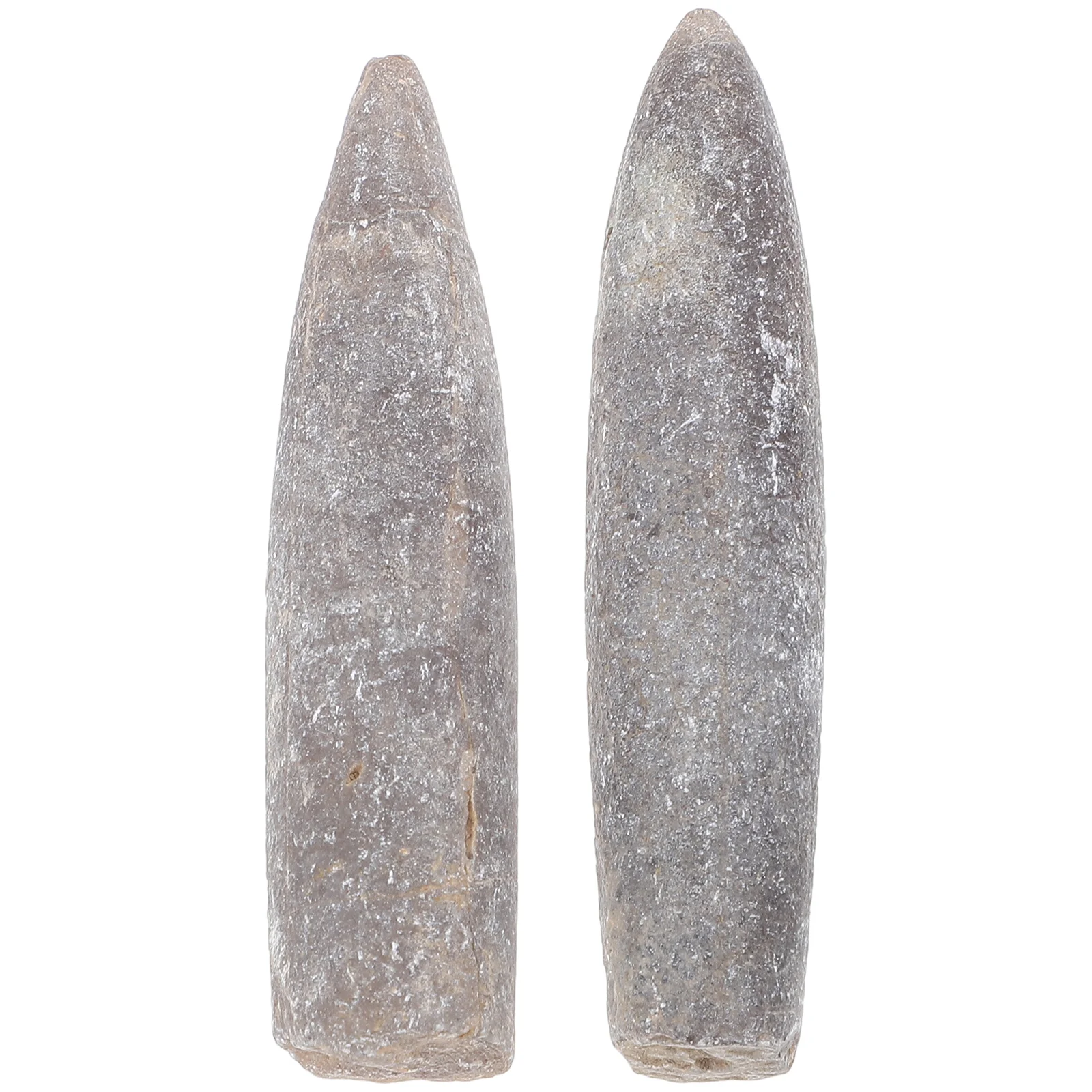 2 Pcs Specimen Natural Belemnite Decorate Decoration Educational Epifaunal Adornment Models Toys Hotel