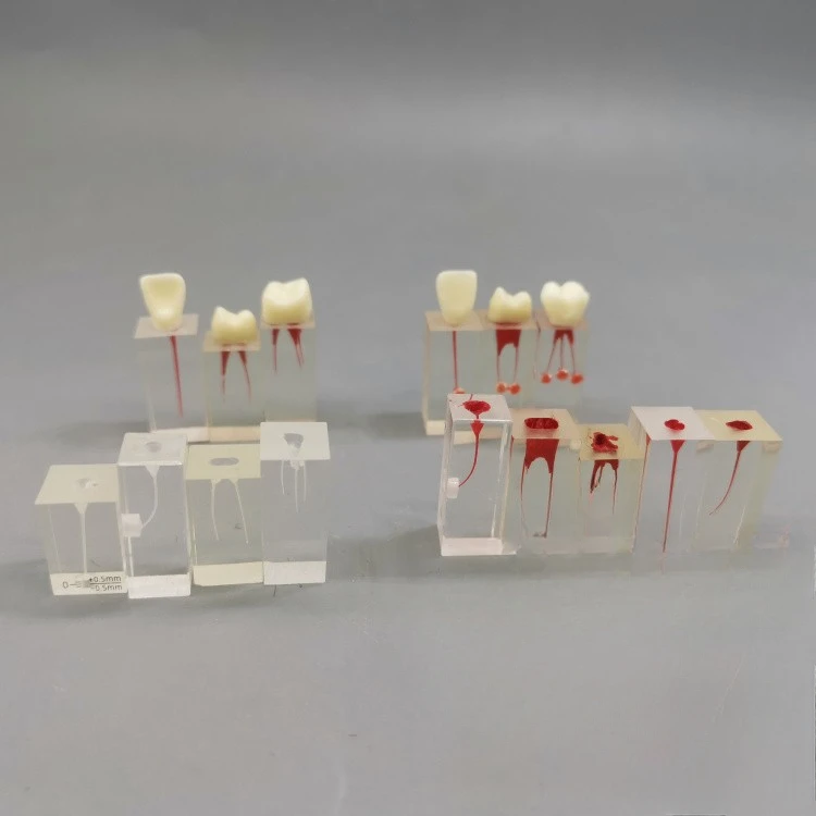 Dental Root Canal Training Module Crystal Root Canal Block Root Canal Expansion Fill Repair Dyeing Dental Products Dentist Tools