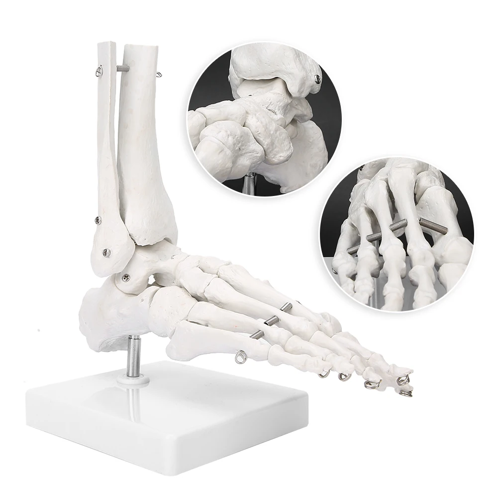 

1:1 Human Foot Ankle Foot Joint Model Medical Anatomical Study Bone Skeletal Anatomy Show Teaching Demonstration Skeleton Model