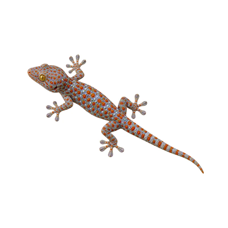 Realistic Orange Spotted Gecko Car Decal, Full Color Waterproof Printed Vinyl Decal for Car Truck Window and Body Decoration
