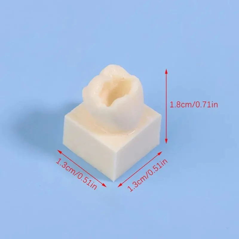 6×8pcs/set Dental Posterior Student Training Test Model Practice Composite Resin Filling Teeth Jaw Dentistry Equipment