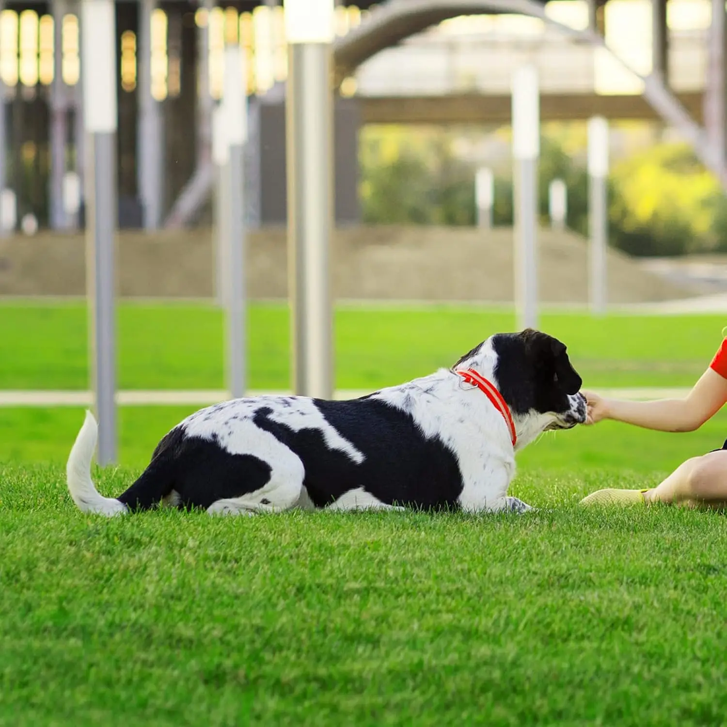 10 FT x 10 FT Artificial Grass, Synthetic Realistic Fake Turf Grass Thick Lawn Pet Turf, Astroturf Rug Carpet, Customized