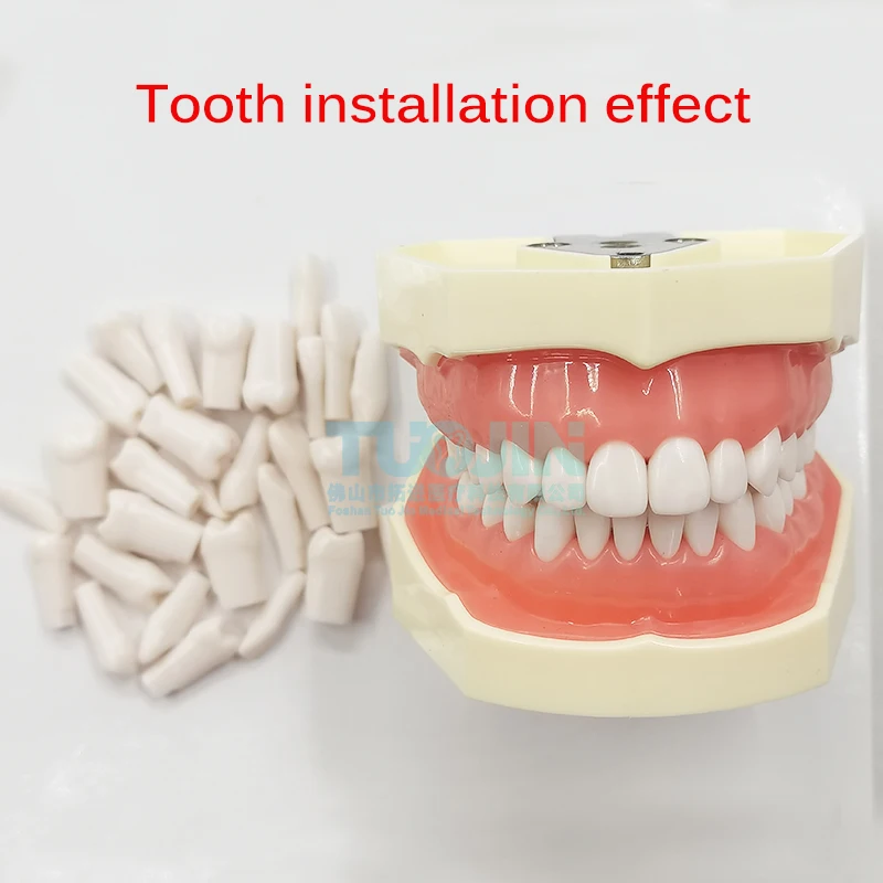 28PCS Compatibly Nissin Brand Dental Resin Tooth Model Material Plastic Teeth Teaching Model Dentistry Product