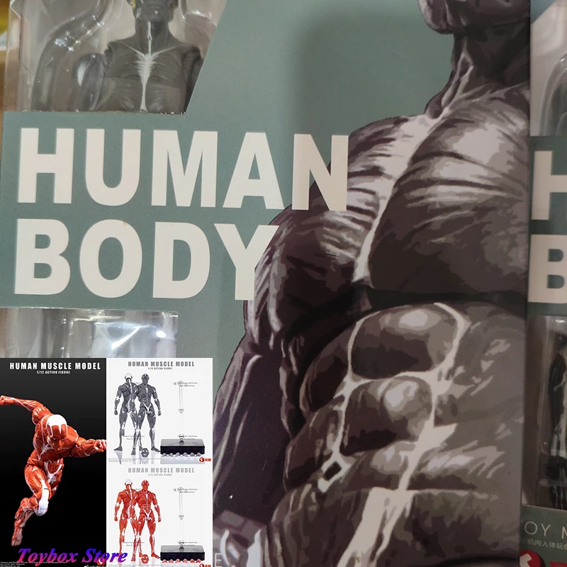 

KEEPGOING Human Muscle Model 1/12 Scale Red Gray Movable Joint Body Model Toys For 6inch Male Action Figure Diy Decoration