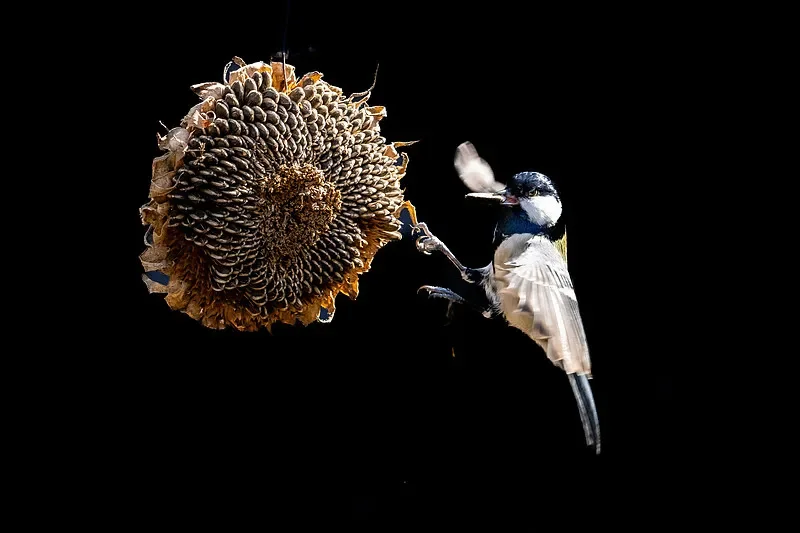 

HPXGRC 5.8GHz 1W 64-Bit FPV VTX - Stable Signal, Strong Penetration for RC Drones