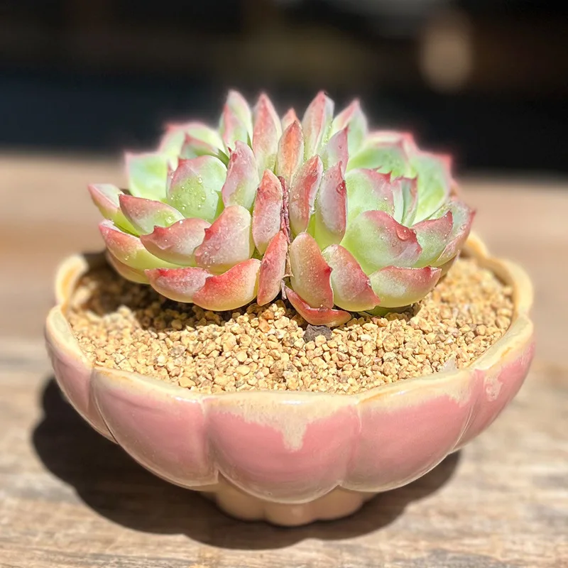 Large Caliber Succulent Plants Flower Pots Personalized Lotus Shaped Design Ceramic Planters